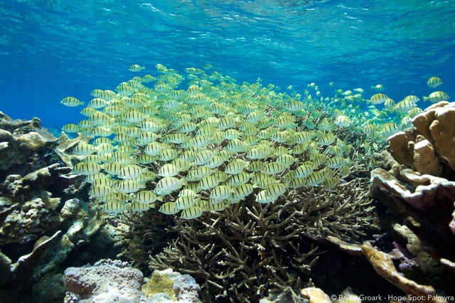 A school of fish in the Palmyra Atoll in the Pacific. Image courtesy of Bryce Groark.