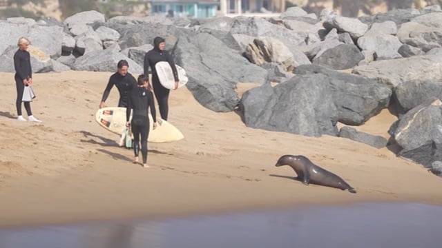 Surfers fled Newport Beach as an aggressive, toxin-affected sea lion chased them.