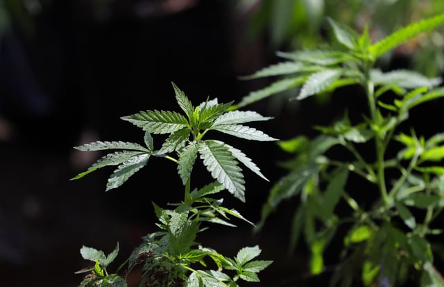 FILE - In this April 12, 2018, photo, a marijuana plant awaits transplanting at the Hollingsworth Cannabis Company near Shelton, Wash. (AP Photo/Ted S. Warren, File)