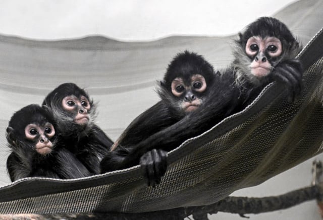 Image showing Mexican Spider Monkeys that were illegally smuggled into the U.S.