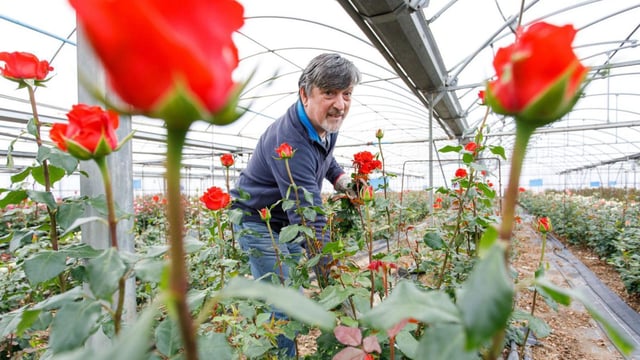 Joaquim Pons, copropietario de Flors Pons, en Santa Susanna en año pasado