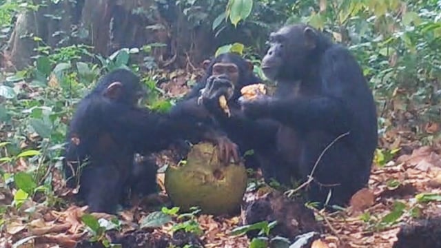 Chimps sharing fruit in Guinea-Bissau’s Cantanhez national park