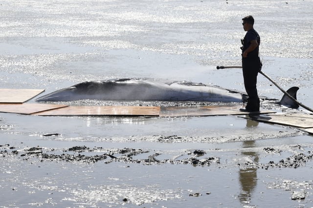 An Alameda County firefighter hoses down a juvenile Minke whale as it was beached on the shores of Emeryville earlier this month. The whale was later euthanized.
