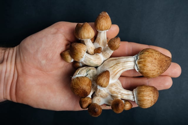 A man holds psilocybin mushrooms, informally referred to as  &#34;magic mushrooms,&#34; in his hand.