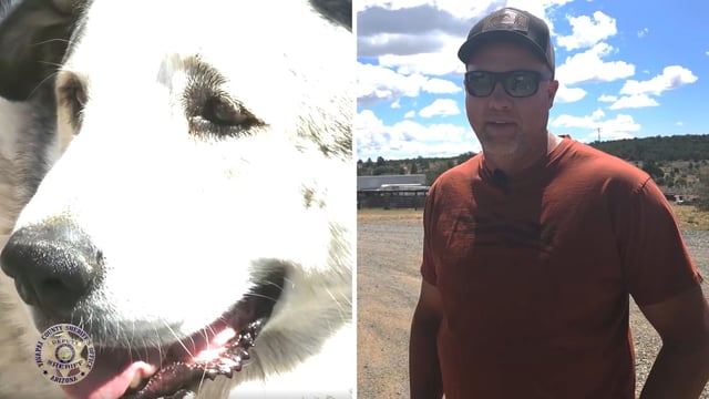 The Internet can't stop praising Buford, the dog who rescued a toddler in Arizona. 