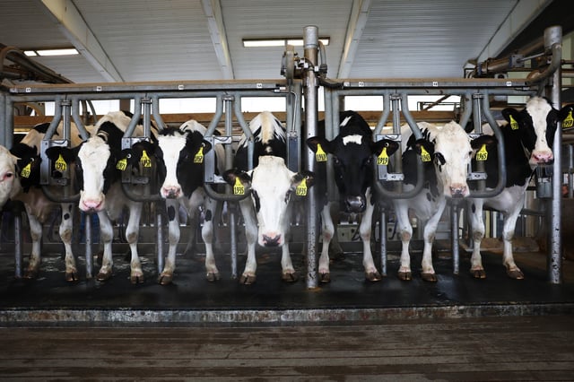 Cows from are milked at the Cornell Teaching Dairy Barn at Cornell University on December 11, 2024 in Ithaca, New York.