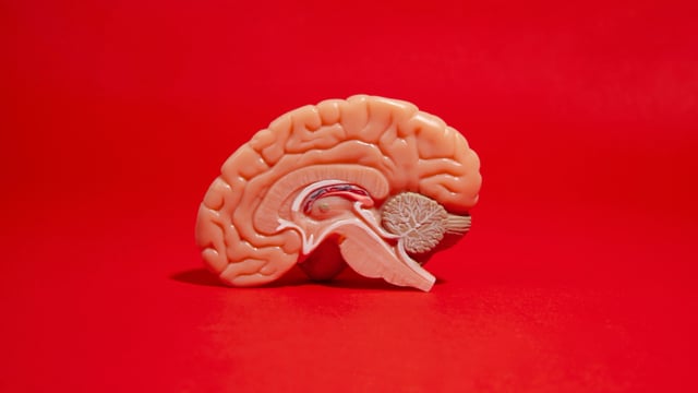 Neurobiologists uncover new rules for learning in brain synapses and neurons. 