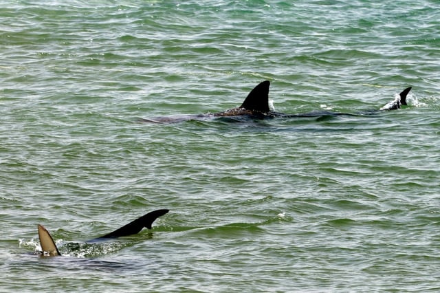While shark sightings are common off the coast of Israel's Hadera, attacks have not been reported for decades