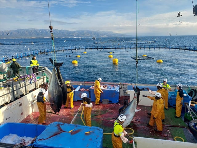 Captura de atunes rojos en las instalaciones que el grupo Balfegó tiene frente a la costa en L'Ametlla de Mar (Tarragona).