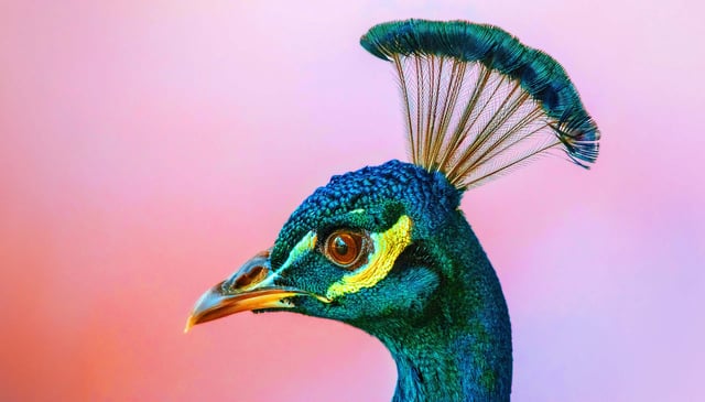Using a new technique called “Oz,” scientists at UC Berkeley can trick the eye into seeing images, videos and even a brand new color — a profoundly saturated peacock green that they named “olo.”