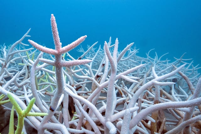 Bleached corals are seen at a reef in Koh Mak, Trat province, Thailand, May 8, 2024. REUTERS/Napat Wesshasartar/File Photo
