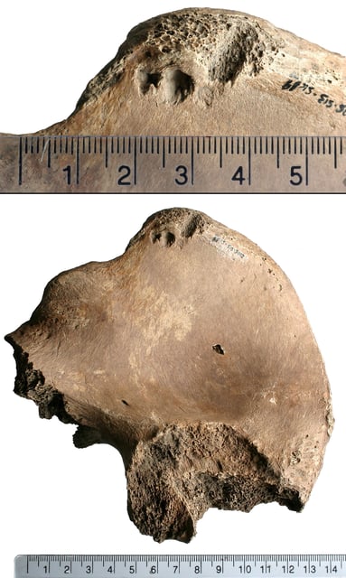 Scans and analysis of the bite marks on the pelvis were compared with teeth bites of various carnivores, and the findings suggest they were made by a big cat, likely a lion.