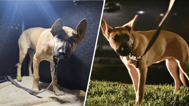 An undated image of the dog that was abused in a video captured out of Long Beach on Monday, April 21, 2025.