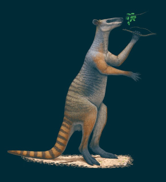 Protemnodon. Image credit: Andrey Atuchin / Rochelle Lawrence / Scott Hocknull.