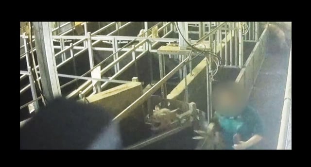 L214 a documenté des pratiques relevant de la «maltraitance animale» et de «graves non-conformités» selon elle