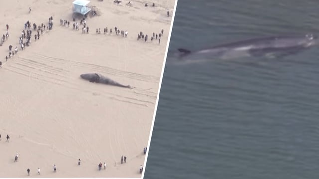 Dead whales stranded in April 2025 in Huntington Beach and Long Beach.