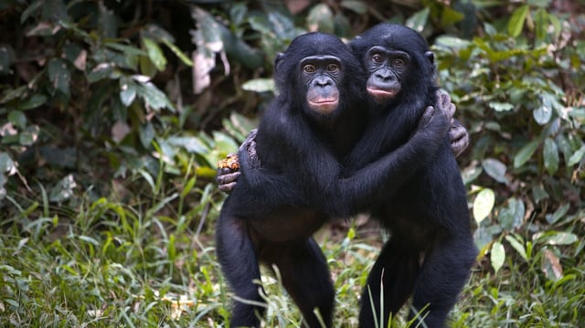 The bonobo chimpanzees hugging in the wilderness in Democratic Republic of the Congo