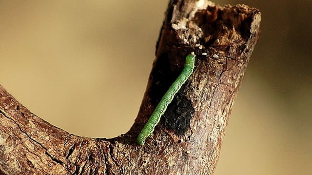 inchworm