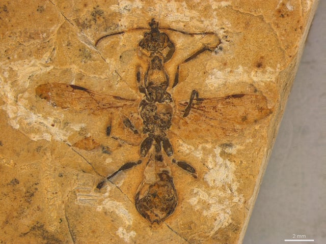 The 113 million-year-old fossil of a hell ant preserves tiny details of the insect's wings.