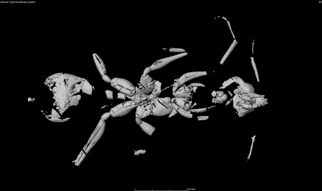A CT scan was used to visualize what the ant would have looked like.