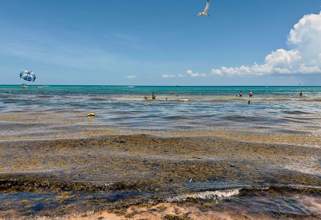 Tourists enjoy beaches covered with sargassum seaweed in Playacar, Playa del Carmen, Quintana Roo, Mexico on June 26, 2022.