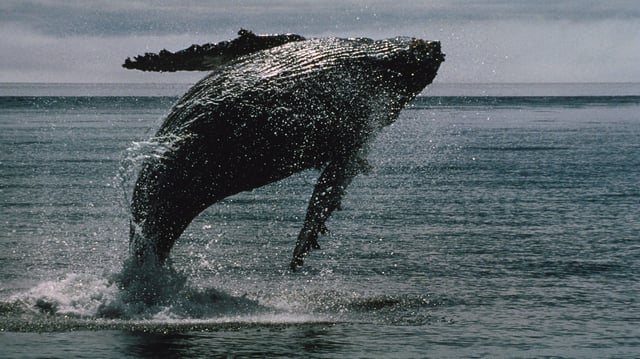 A whale leaps out of the sea, with just its tail under the surface.