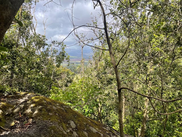 The habitat of a newly identified carnivorous caterpillar species nicknamed the “bone collector”, which camouflages itself by wearing body parts of its prey, in Waianae mountain range of the Hawaiian island of Oahu, in Hawaii, U.S., is seen in this handout picture released by the University of Hawaii, Manoa, on April 24, 2025. Rubinoff lab, Entomology Section, University of Hawaii, Manoa/Handout via REUTERS    THIS IMAGE HAS BEEN SUPPLIED BY A THIRD PARTY. NO RESALES. NO ARCHIVES.