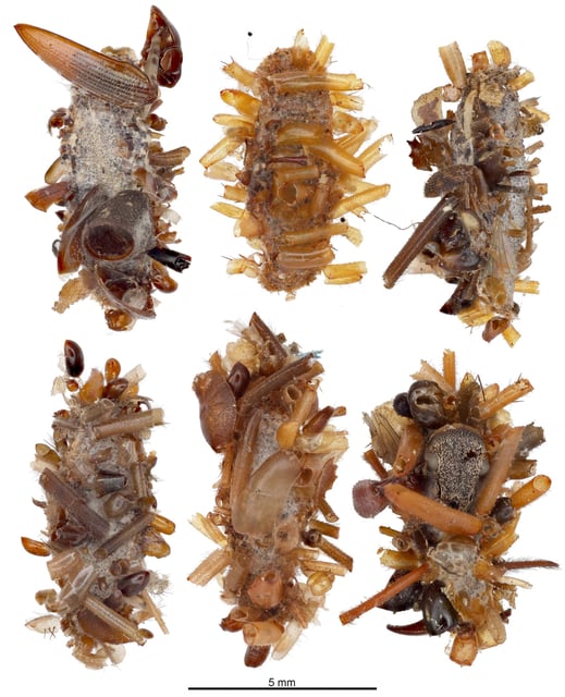 Six specimens of a newly identified carnivorous caterpillar species nicknamed the ?bone collector?, which camouflages itself by wearing body parts of its prey, are seen in this handout image released by the University of Hawaii, Manoa, in U.S., on April 24, 2025. Rubinoff lab, Entomology Section, University of Hawaii, Manoa/Handout via REUTERS    THIS IMAGE HAS BEEN SUPPLIED BY A THIRD PARTY. NO RESALES. NO ARCHIVES.