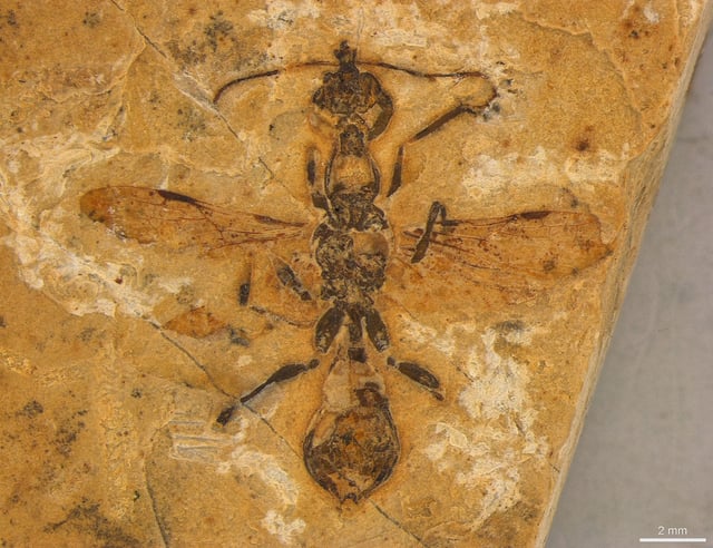 A 113-million-year-old fossilized ant preserved in limestone unearthed in northeastern Brazil, the world's oldest-known ant specimen is seen in this photograph released on April 24, 2025.   Anderson Lepeco/Current Biology/Handout via REUTERS    THIS IMAGE HAS BEEN SUPPLIED BY A THIRD PARTY. NO RESALES. NO ARCHIVES