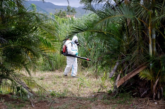 Le bilan provisoire de l'épidémie de chikungunya à La Réunion est de neuf morts, selon les autorités sanitaires.