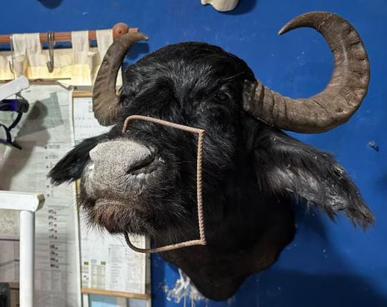 Desarticularon un taller ilegal de taxidermia en Berazategui