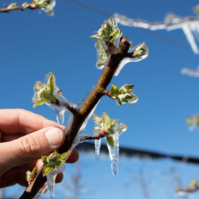 Eisheilige: Mit Eis bedeckter Obstbaum im Frühling