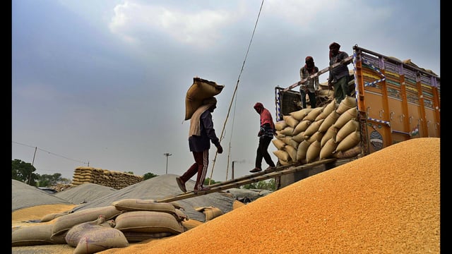 Workers unload wheat sacks from a truck at the Ludhiana grain market on Monday. (Gurpreet Singh/ HT)