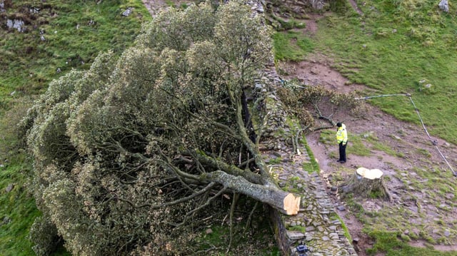 The Sycamore Gap tree beside Hadrian’s Wall was felled in September 2023