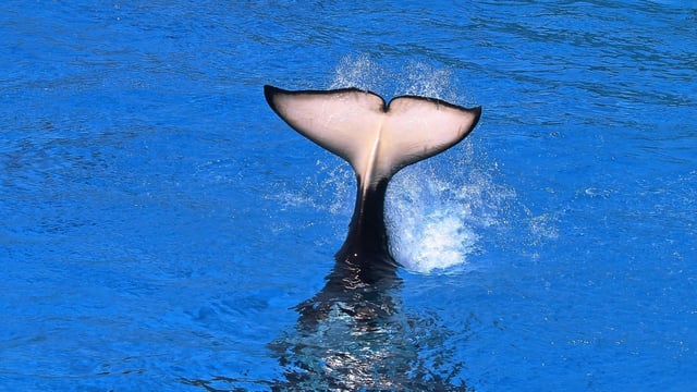 A rare white-coloured ‘albino’ orca was seen swimming with its pod in Japan (representative image). 
