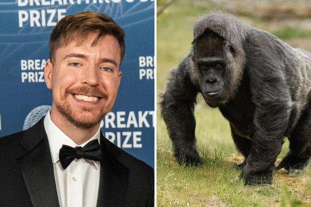 L:MrBeast attends the 2025 Breakthrough Prize Ceremony on April 05, 2025 in Santa Monica, California, R: Gorilla lady Fatou on April 11, 2025 in her enclosure at the zoo of Berlin.