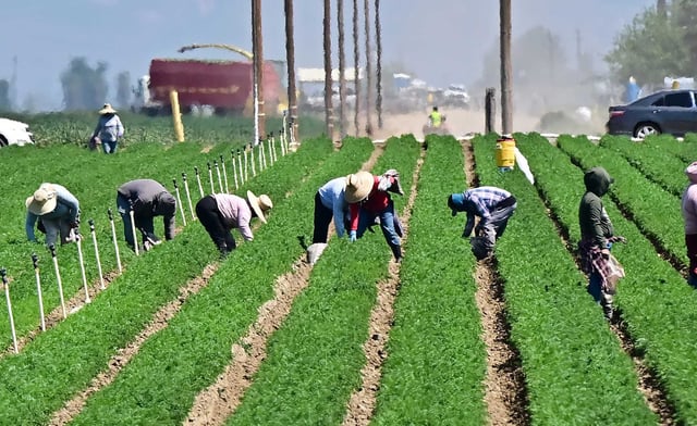 Farmworkers labor in the fields south of Bakersfield on April 9, 2025.
