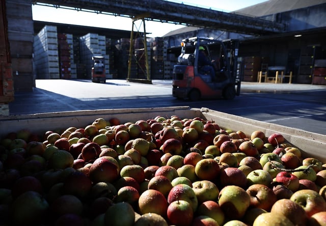 Forklifts bring crates of apples to the cider production line at S. Martinelli &amp; Co. in 2023. The company announced a recall of its 10-ounce, four-pack bottles of apple juice with a “best by” date of Dec. 5, 2026, due to elevated levels of patulin. No health issues have been associated with the recall. (Shmuel Thaler – Santa Cruz Sentinel file)