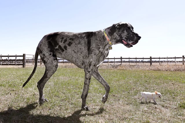 Reggie (left) is the world's tallest dog while Pearl (right) is the world's smallest.