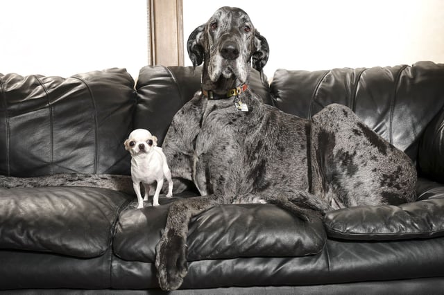 The two dogs enjoyed a day playing together.