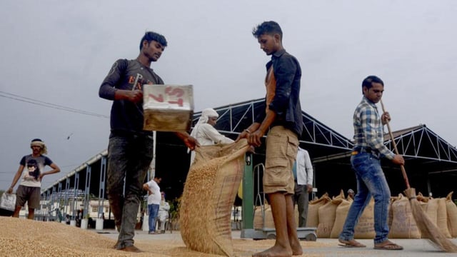 Workers fill sacks with wheat at a grain market in Patiala (PTI)