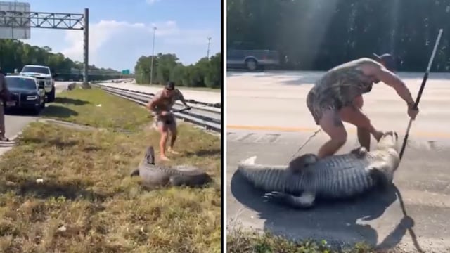 Barefoot man wrestles giant alligator on busy Florida highway. 