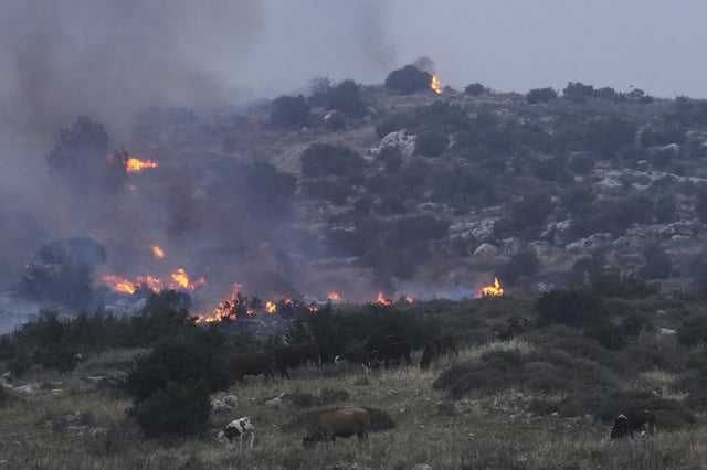 Cows graze as forest fire is burning near Latrun, Israel, Wednesday, April 30, 2025. (AP Photo/Ohad Zwigenberg)
