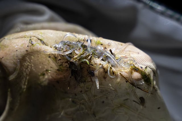 Glass eels are seen in a net on the Gold River near Wasoqopa’q First Nation's Gold River reserve on the South Shore of Nova Scotia on Friday, April 25 2025. THE CANADIAN PRESS/Darren Calabrese