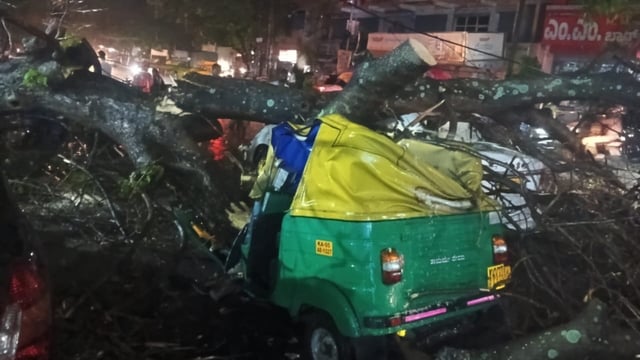 A massive tree crashed on an auto in Bengaluru, resulting the death of the autodriver. 