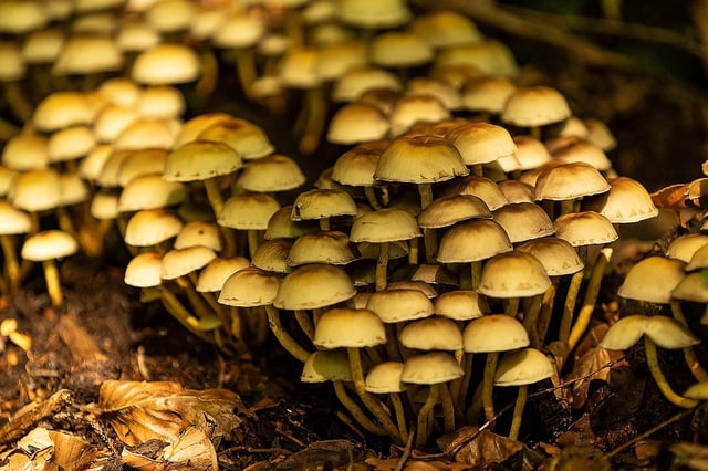 mushrooms 
