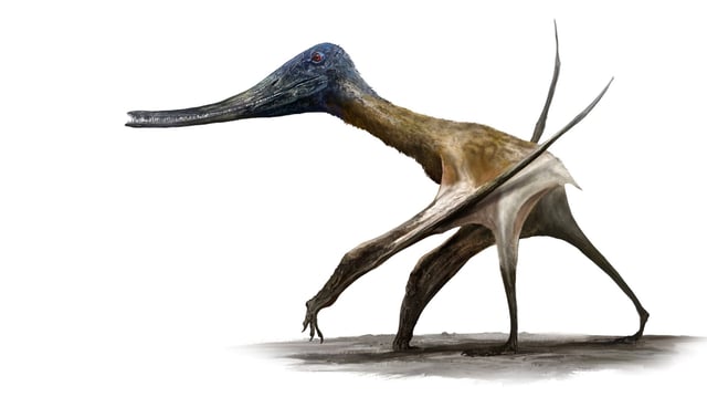 A skeletal reconstruction of a comb-jawed pterosaur walking across an ancient mudflat.