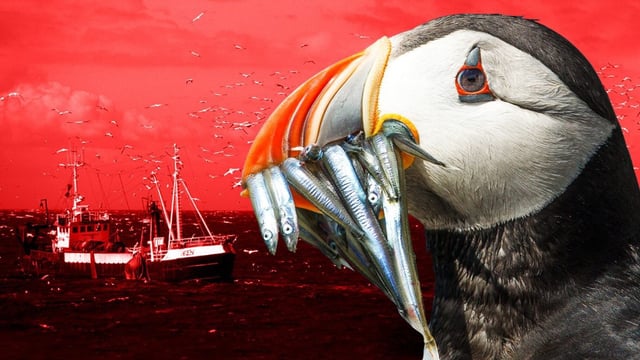 Denmark wants to fish for sand eels in UK waters which endangered puffins feed on