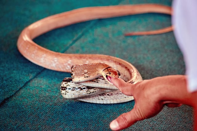 Stock image: A snake biting a man&#39;s finger.
