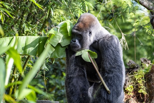 A silverback gorilla forages for food at Kilimanjaro Safaris at Animal Kingdom Park at Walt Disney World in Orange County, Fla., on May 30, 2022.